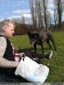 wolfbrigade